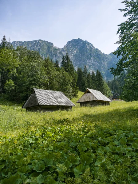 Strazyska Valley Giewunt Mountain Tatras Πολωνία Εικόνα Αρχείου
