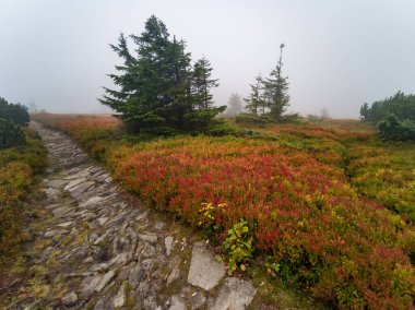 Babia Gora Dağı 'nda Sonbahar - Beskidy Dağları