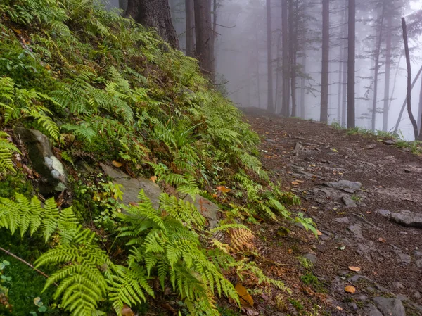 Bosque Niebla Babia Gora Montaña Montañas Beskidy — Foto de Stock