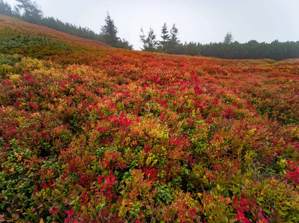 Autumn Babia Gora Mountain Beskidy Mountains — Stock Photo, Image