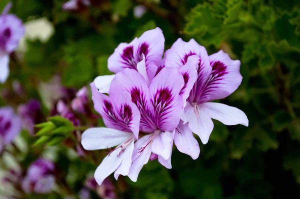 Flores de Chipre — Foto de Stock