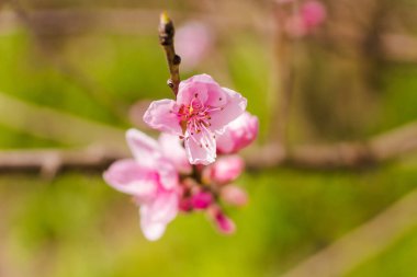 Yeşil arka planda güzel şeftali çiçekleri. Bahar melodisi. Baharda çiçek açan meyve ağaçları.