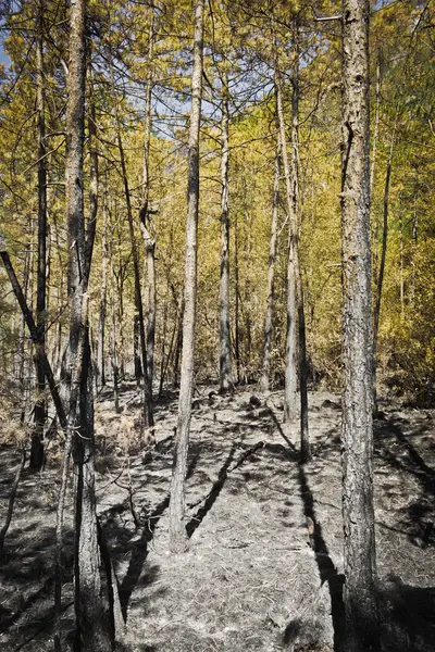 Post-incendio en la horizontal de madera — Foto de Stock