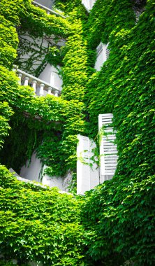 Yeşil Cephesi beyaz panjurlar ile