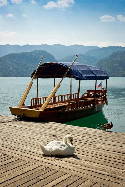 Cygne sur une jetée sur le lac de Bled — Photo