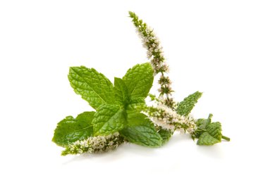 Taze nane yaprakları ve beyaz arka planda çiçekler