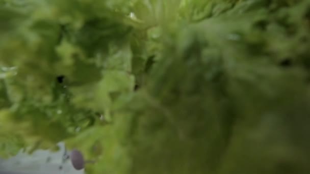 Girl throws lettuce salad on table on light kitchen — Stock Video