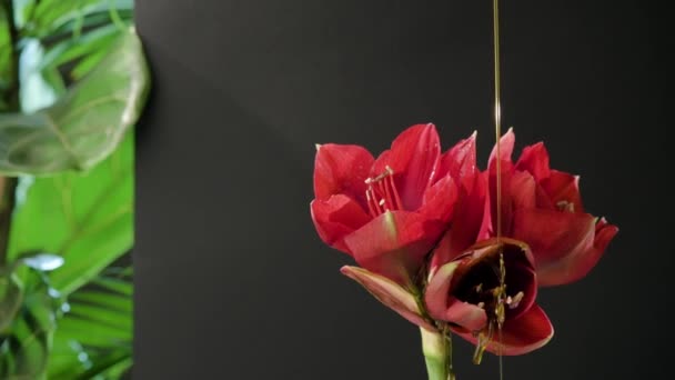 Hippeastrum. Miód przepływający nad czerwonym kwiatem — Wideo stockowe