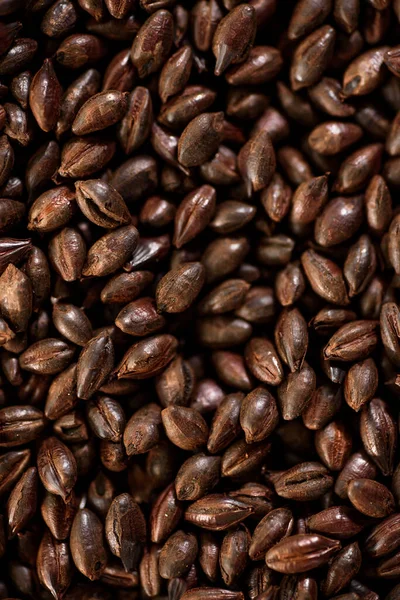 Malted grain close up. Mixed varieties of malted grain on a gray background. close-up. top view. flat lay. series of photos. space — Stock Photo, Image