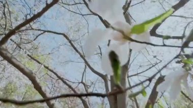 Koruyucu maskeli genç Avrupalı kadın parkta dizüstü bilgisayarla çalışıyor. Covid 19 koruma