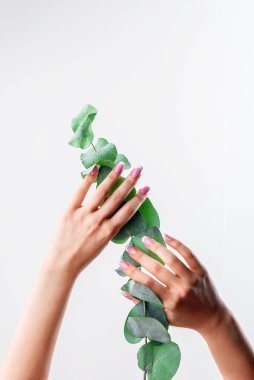 Fransız manikürlü, bakımlı kadın elleri beyaz arka planda okaliptüs tutuyorlar. Katalog için fotoğraf