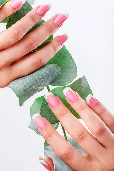 Mãos femininas bem tratadas com manicura francesa em um fundo de eucalipto. Foto para o catálogo — Fotografia de Stock