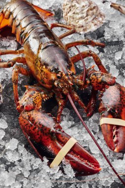 Buzda taze çiğ ıstakoz, koyu dokulu arka planda. Metin için boşluk