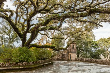 Quinta da Regaleira bahçesindeki güzel ağaç. Portekizin güzel doğası