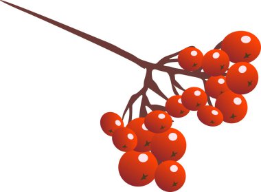 Kırmızı-turuncu renkli olgun dağ kül meyveleri, vektör çizimi, beyaz üzerine izole