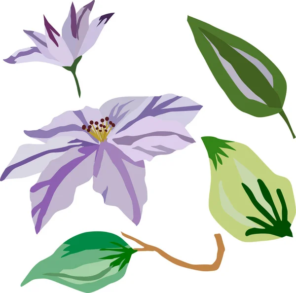 有叶子的一组紫色花和芽 矢量绘图 在白色背景上隔离 — 图库矢量图片