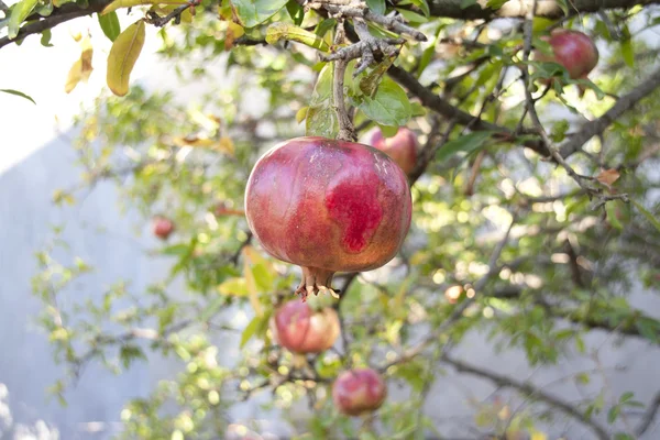 Pomegranate fruit on tree branch