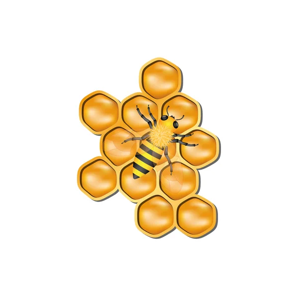 Panal de abeja con miel de abeja — Vector de stock