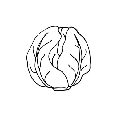 Lahana karalaması. Elle çizilmiş resimler. Posterler, ağ, tekstil, çocuk boyama sayfaları için vektör.