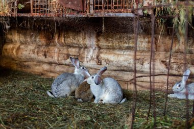 Kafesteki tavşanlar. Ev hayvanı. Yumuşak, kulaklı tavşanlar.