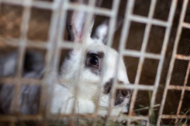 Kafesteki bir tavşan çimlerin üzerinde oturur. Ev hayvanı. Yumuşak, kulaklı tavşan.