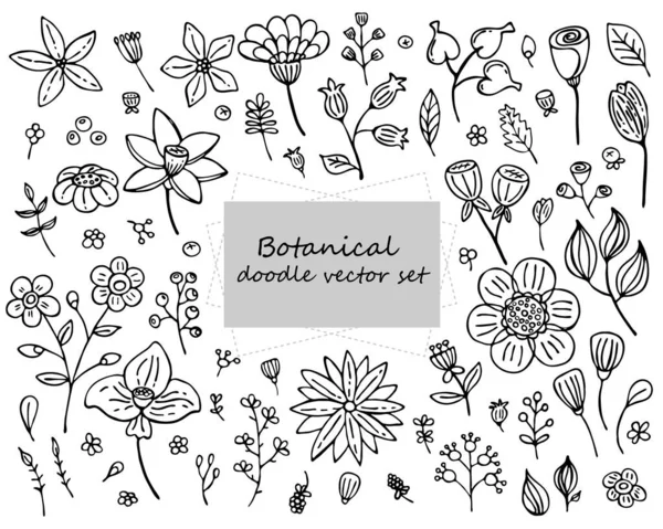 Botanisches Doodle Vektorset Handgezeichnete Bilder Von Blättern Blumen Beeren Für — Stockvektor