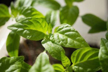 Tohum ekiyorum. Bahçede bahar işi. Yeşil biberin yakın plan çekimi. Seedling tepsileri.