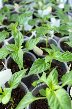 Bardakta taze biber tohumları. Pencere kenarındaki ev bahçesi. Bahar geliyor. Evde fidanlar yetişiyor..