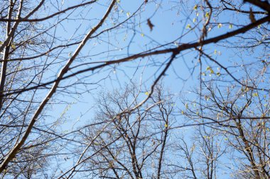 Ağaç dallarıyla mavi bahar gökyüzü. Kış sonrası ormanın uyanışı. Çiçek açan ağaçlar.