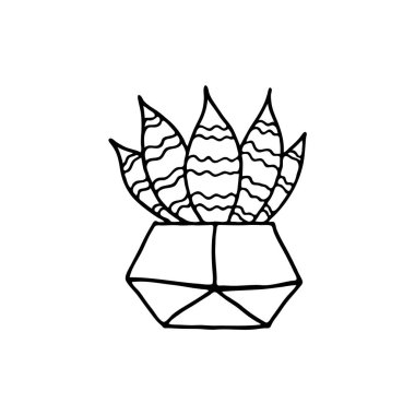 Sansevieria 'da. El yapımı ev bitkisi. Ev çiçeğinin karalama resmi. Çeşitli ürünlerin, tekstil, kartpostalların, defterlerin, defterlerin dekorasyonu için vektör resimleri.