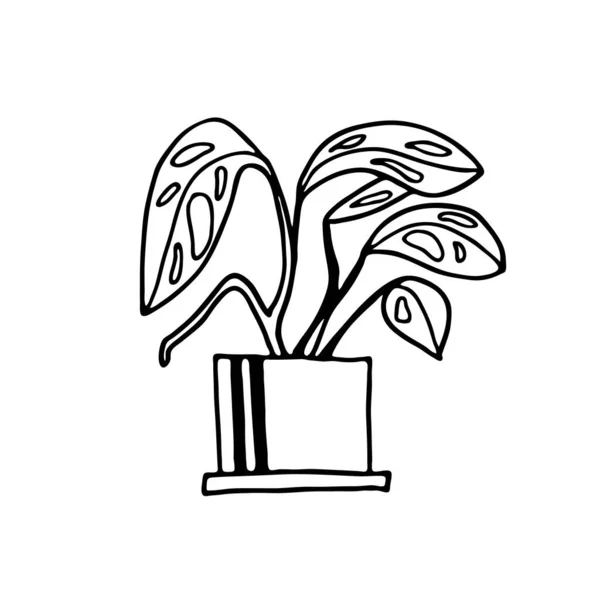 Монстера Ручна Домашня Рослина Зображення Каракулів Домашньої Квітки Векторні Зображення — стоковий вектор