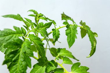 Beyaz bir duvarın arka planında domates. Sunumların, ağın, sosyal ağların tasarımı için resimler. 