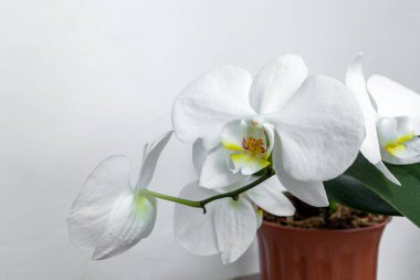 Beyaz orkide Bir ışık duvarına karşı.