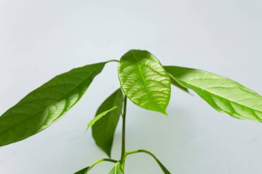 Güneş tarafından aydınlatılan bir ışık duvarının arka planında avokado. Avokado yaprakları.