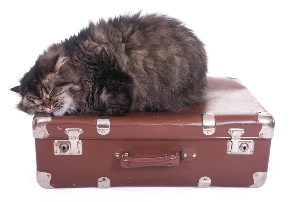 Persian cat sleeping on vintage suitcase — Stock Photo, Image