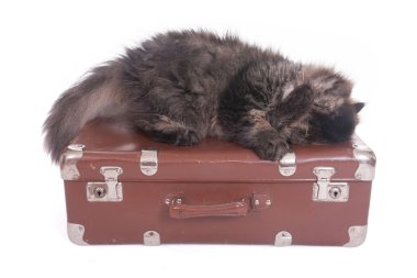 Farsça vintage bavula uyuyan kedi