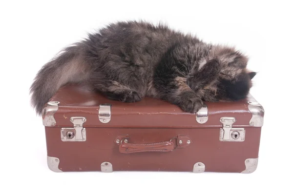 Persian cat sleeping on vintage suitcase — Stock Photo, Image