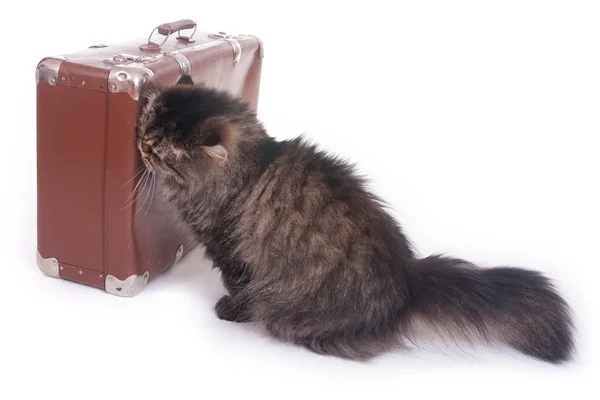 Gato persa sentado ao lado de uma mala velha — Fotografia de Stock