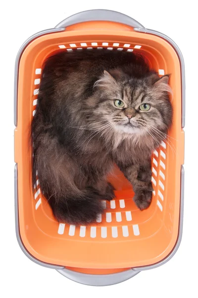 Cat sitting in shopping basket over white — Stock Photo, Image