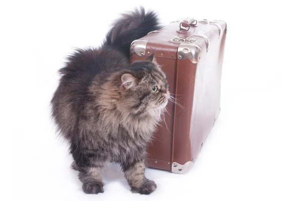 Gato persa está al lado de una vieja maleta —  Fotos de Stock