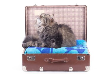 Farsça vintage çanta içinde oturan kedi