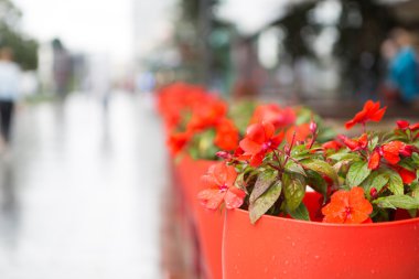 Decoration on the red flowers