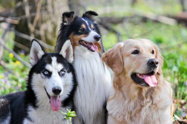 Husky, sığınak ve Golden Retriever