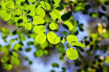 Güneşli bir günde ormanda yeşil yapraklar