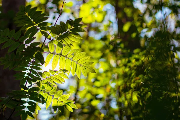 Güneşli Bir Günde Ormanda Yeşil Yapraklar — Stok fotoğraf