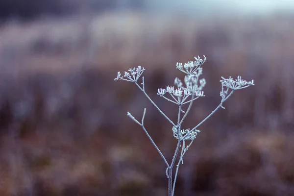 森林草地上的秋天结霜草本 — 图库照片