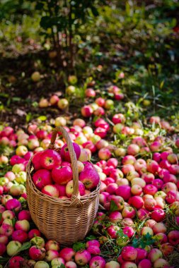 Güneşli bir günde bahçede sepetteki kırmızı elmalar
