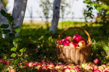 Güneşli bir günde bahçede sepetteki kırmızı elmalar