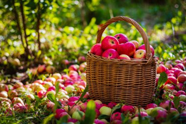 Güneşli bir günde bahçede sepetteki kırmızı elmalar