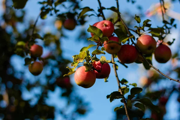 Elma Ağacında Kırmızı Lezzetli Elmalar — Stok fotoğraf